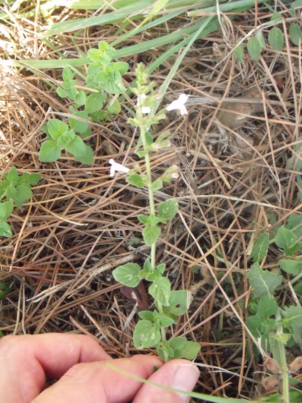 Calamintha nepeta